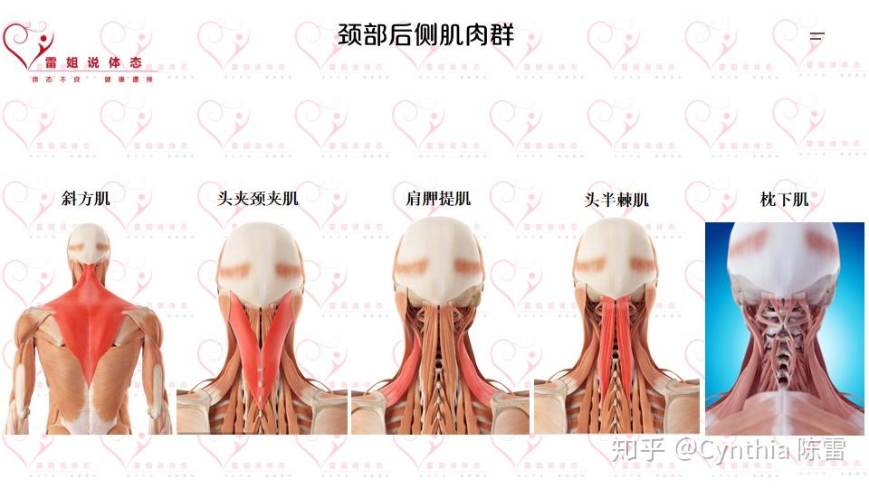 从体态的角度看解剖——颈部篇(下) - 知乎