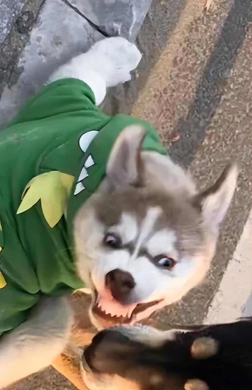 黑柴动手后,二哈就变成这样了结果这货上去就是一顿挑衅,下一秒.