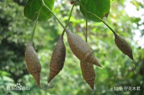 国家Ⅱ级保护濒危珍稀植物：秤锤树 - 知乎