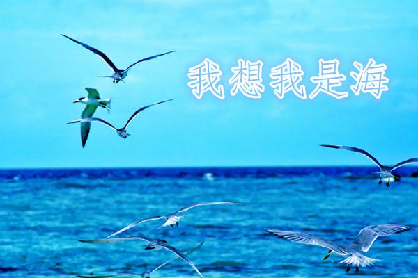 《我想我是海》感