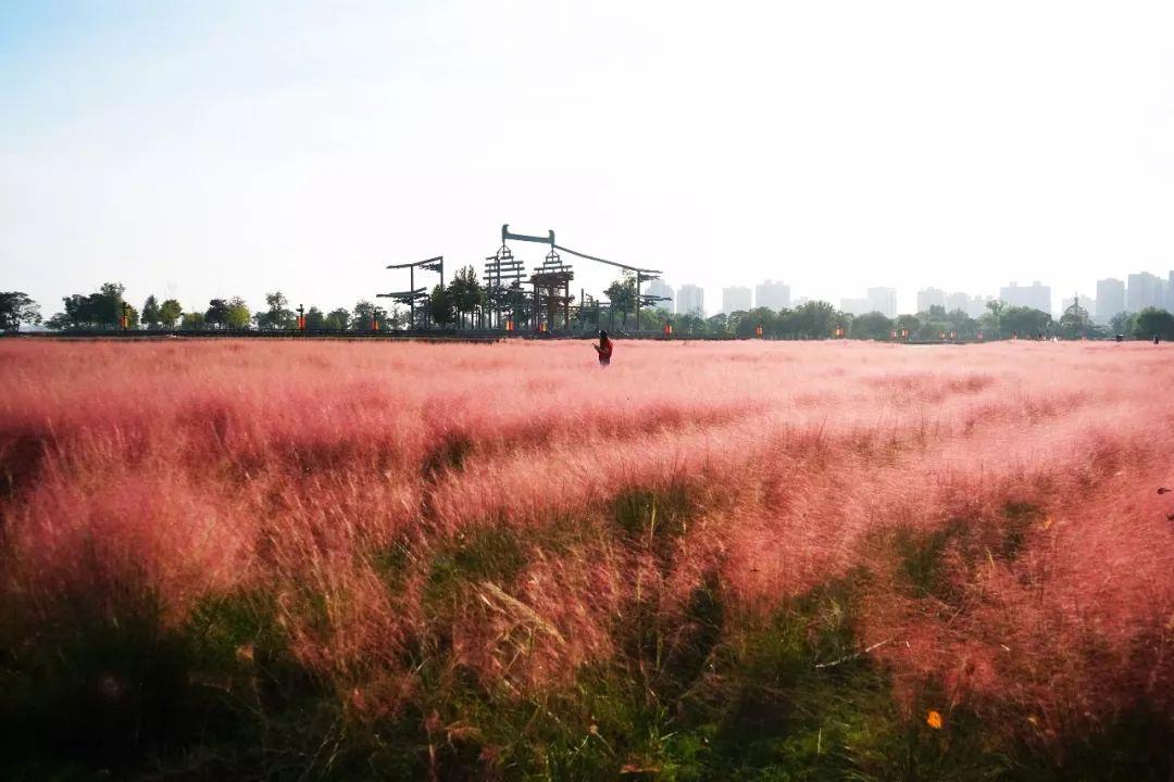 最近粉色花海刷屏西安的这些地方拍出来最美快收藏
