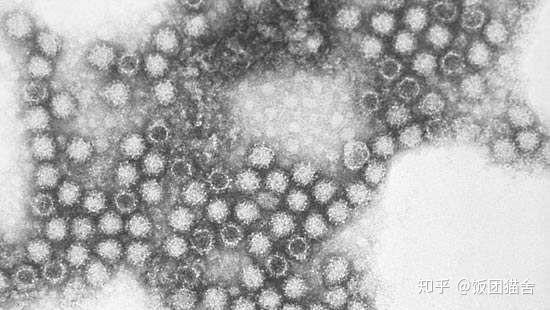 1,什么是猫杯状病毒(fcv)?