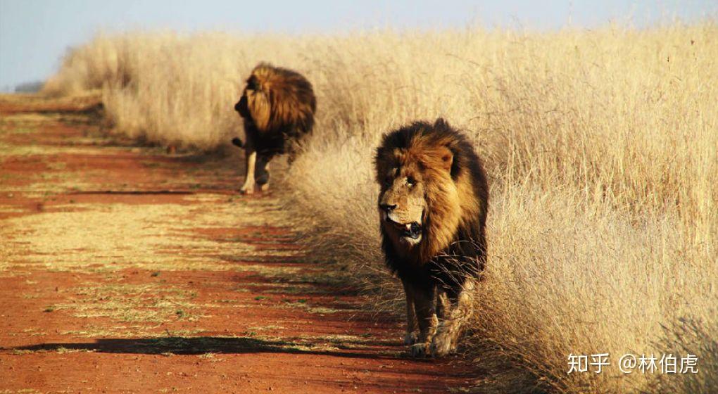 高以翔离世为什么外媒也关注