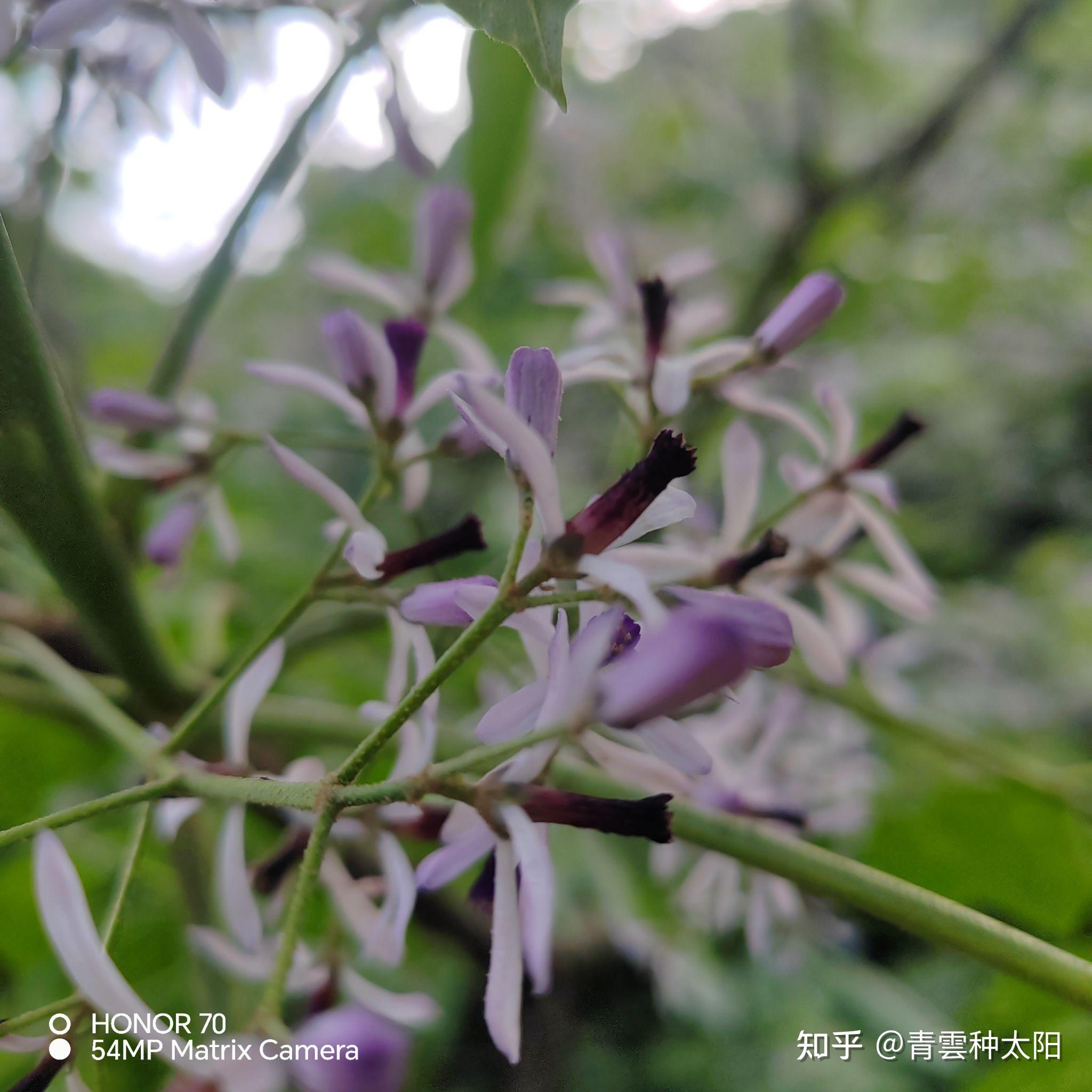 送春迎接夏的苦楝树花 - 知乎