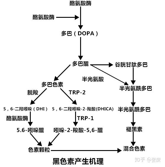 如图2:酪氨酸酶的黑色素合成反应酪氨酸酶(ec1.14.18.