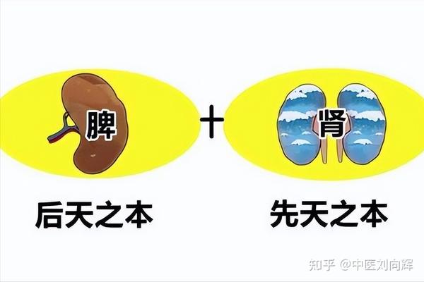补肾最好的办法就是健脾,送你2个中成药,脾肾同补,一步到位 - 知乎