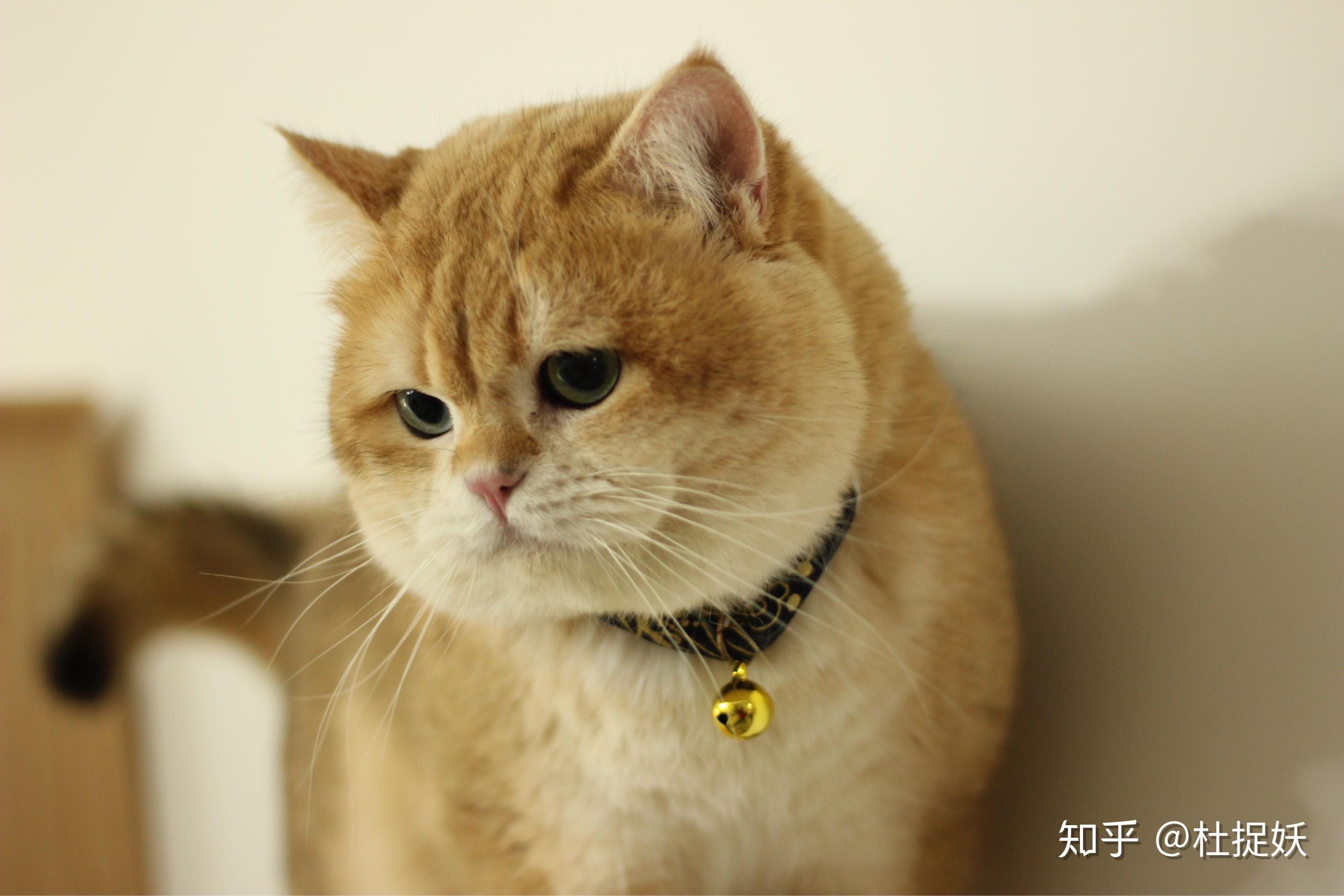 【展示】黄金招财猫 金渐层