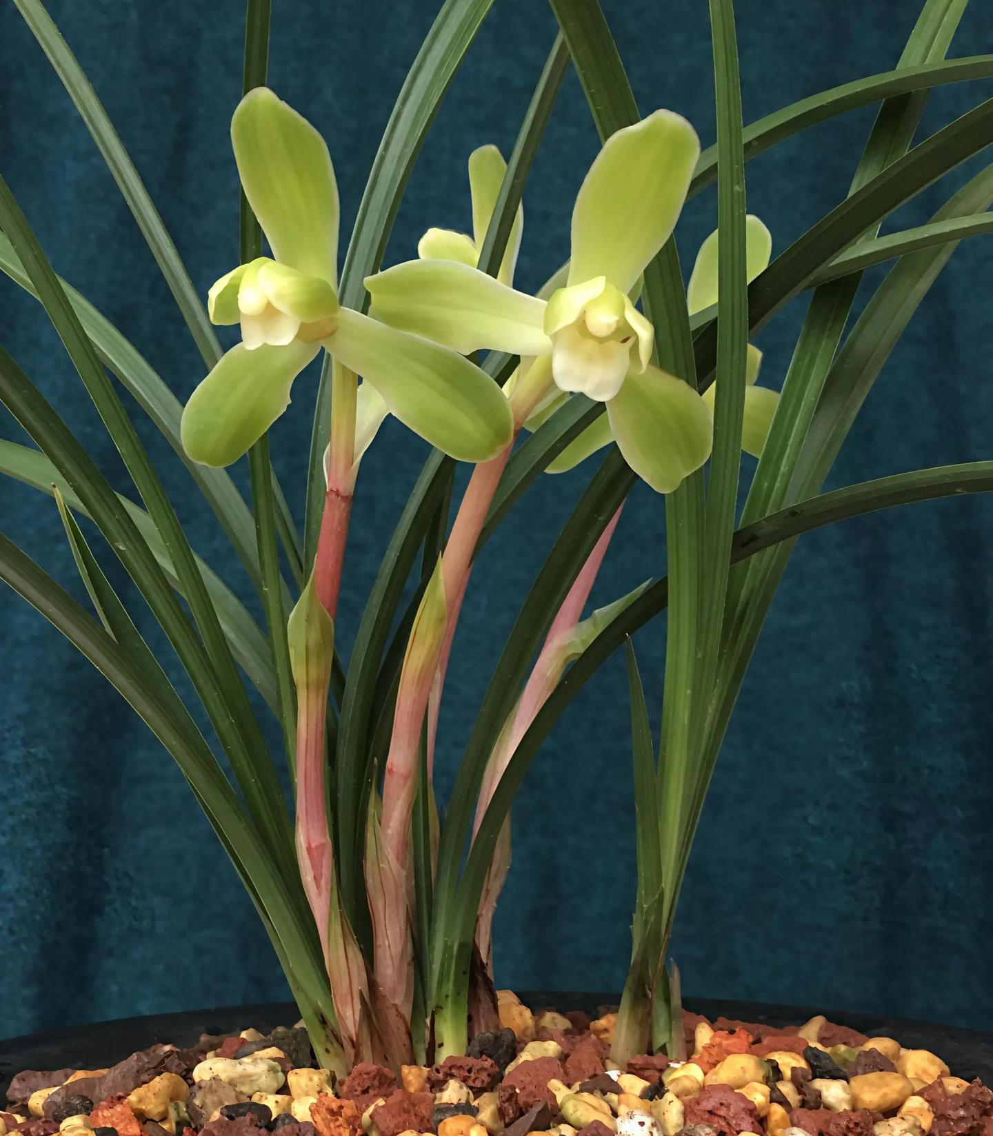 日本春蘭 素心花「翠苑」（8本、花芽3)上木 中国春蘭 山