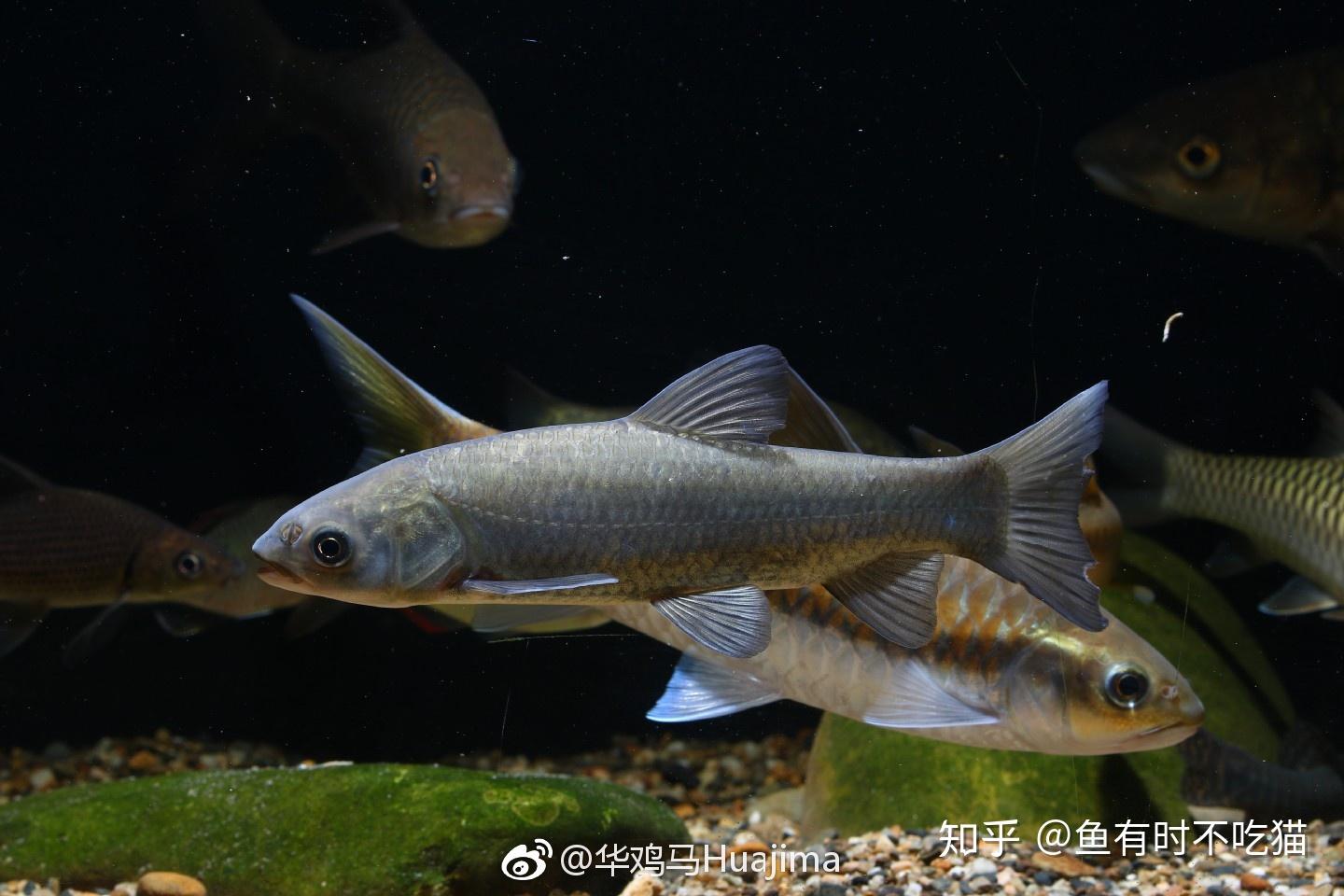 中国渔业科普系列：国民淡水鱼之鳙鱼（胖头鱼）_凤凰网视频_凤凰网