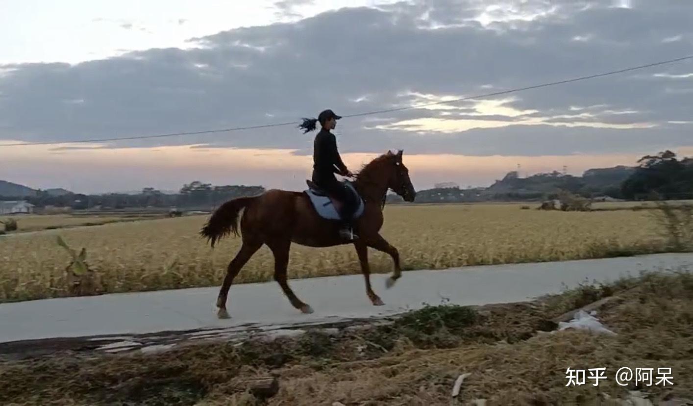 骑着马儿飞奔夕阳西下