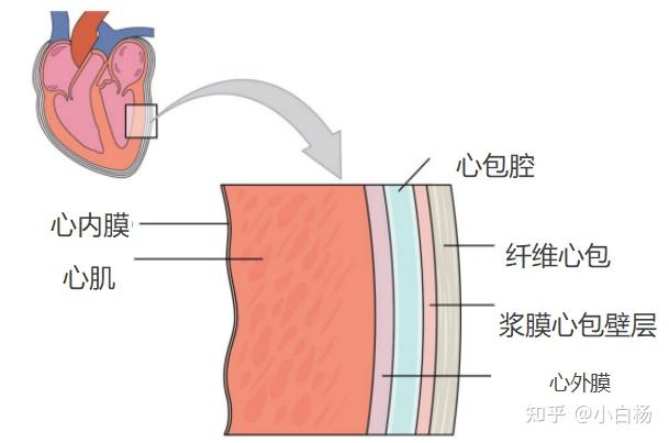 纤维心包和浆膜心包图片