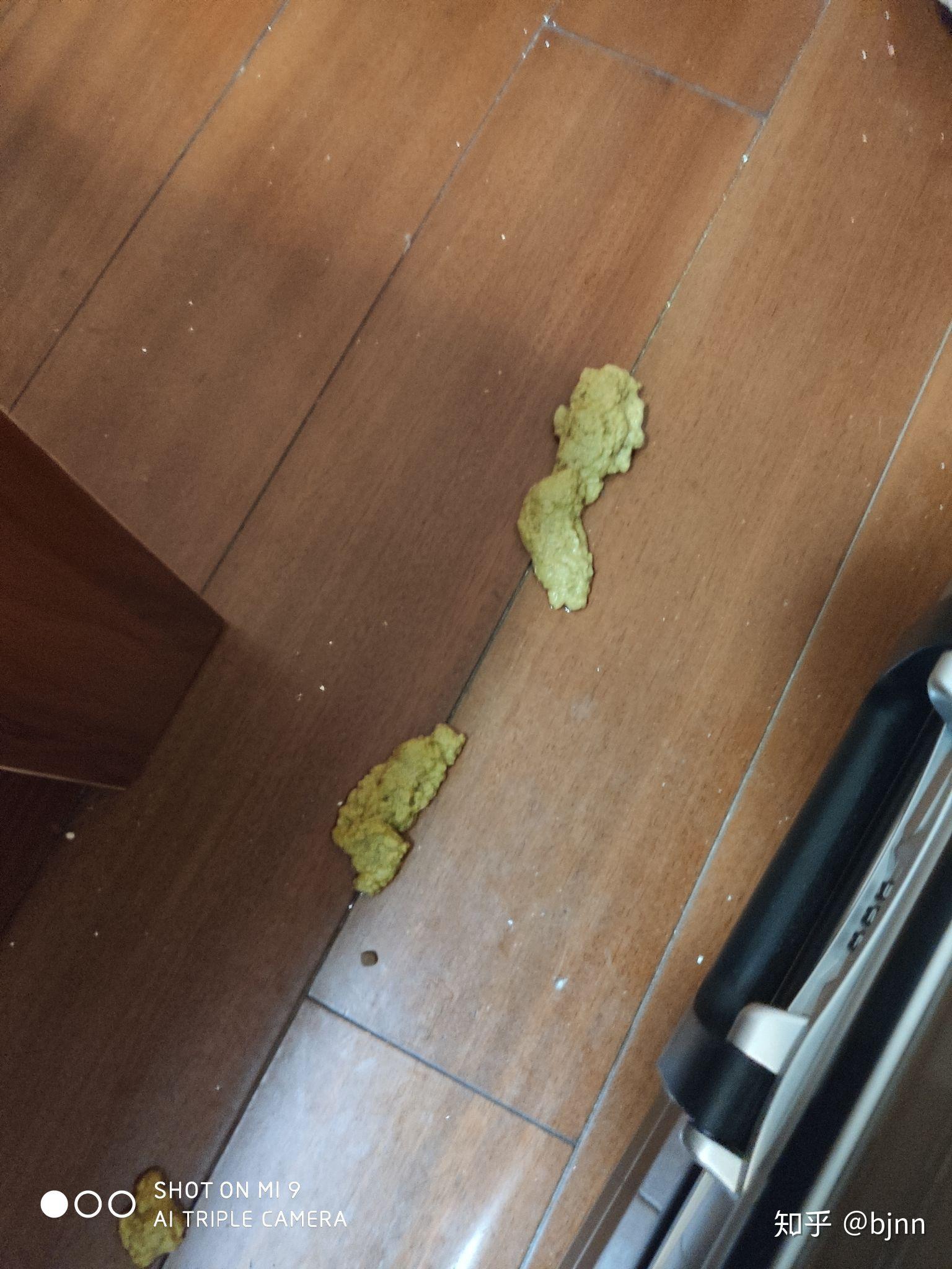 家里英短半夜呕吐是不是肠胃炎了要不要去医院