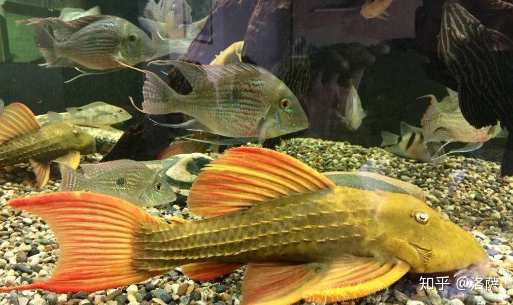 南美缸适合养哪些鱼?