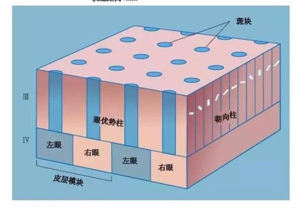 生理66 视觉之父(下)——发现视觉功能柱