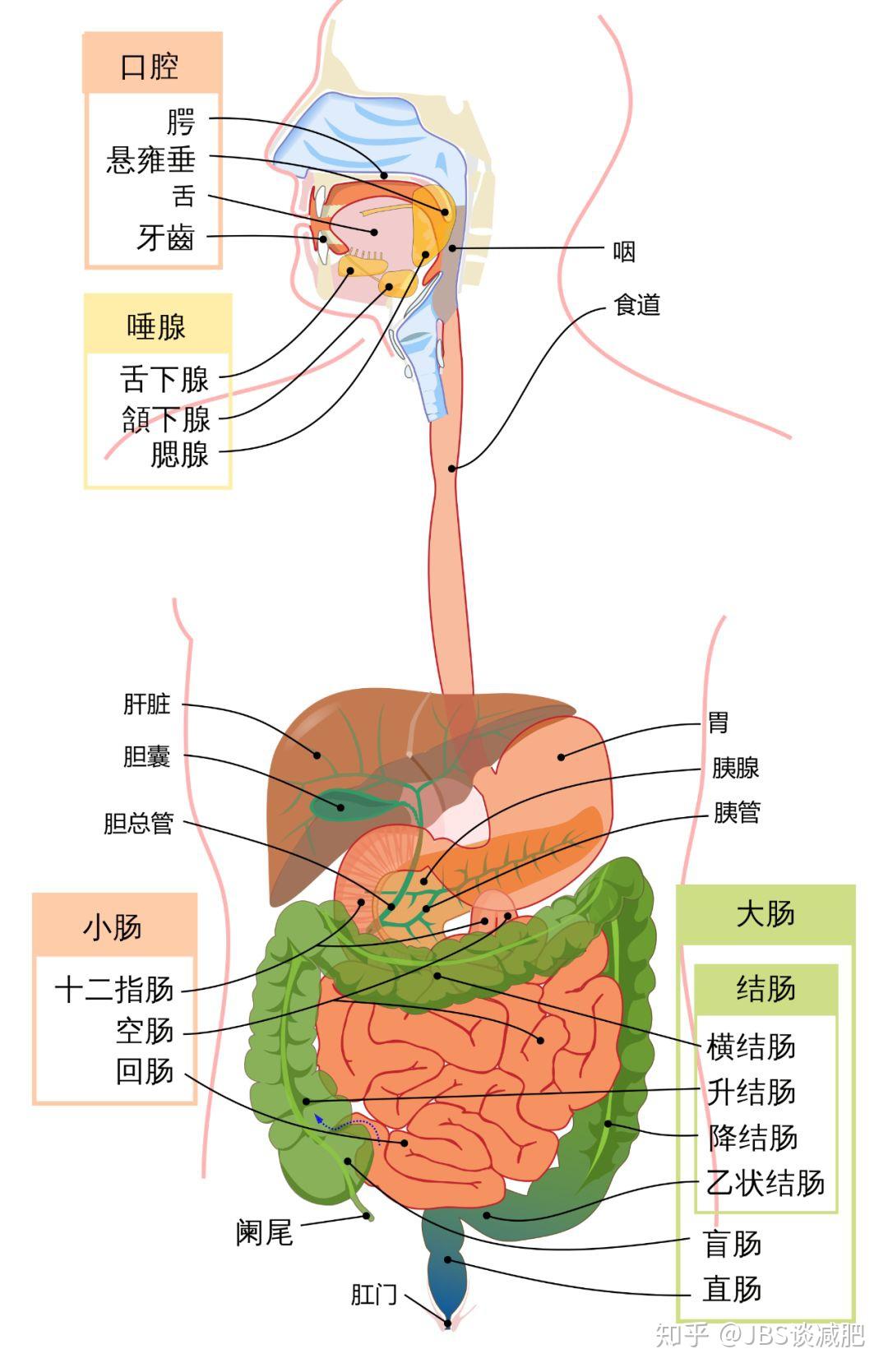 食物进入人体的路线图图片