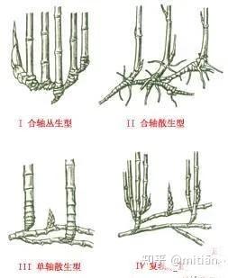 竹类植物识别图鉴(超全),值得珍藏! - 知乎