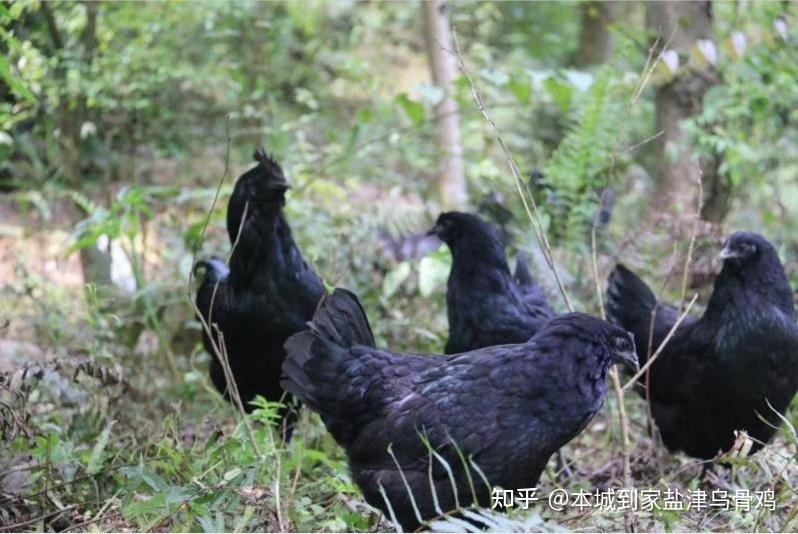 乌骨鸡真有传说那么好吗? - 知乎