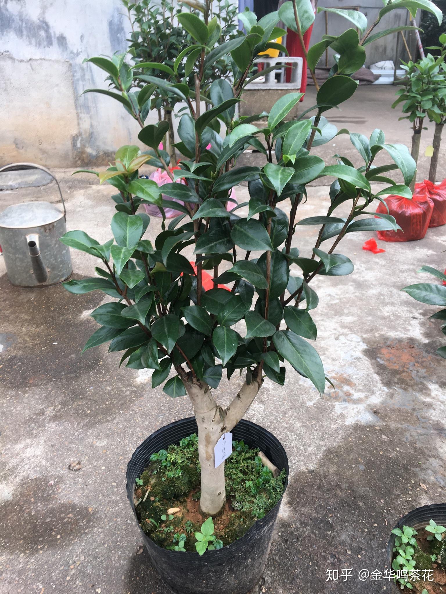 发广州茶友之多品种茶花