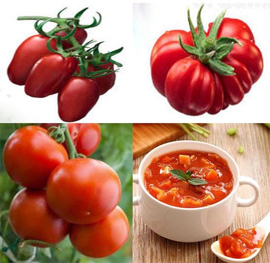 探索著名意大利番茄品种