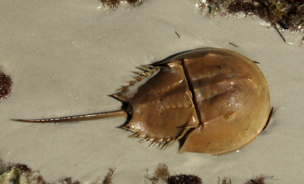 jpg 而在螯肢亚门中,除了蛛形纲的蜘蛛和蝎子之外,还有