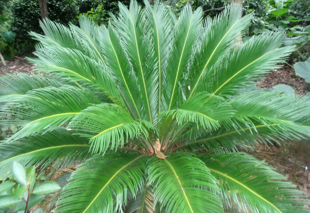 (3)观果灌木  很多果树为了丰产  方便采摘和管理就促进果树矮化呈