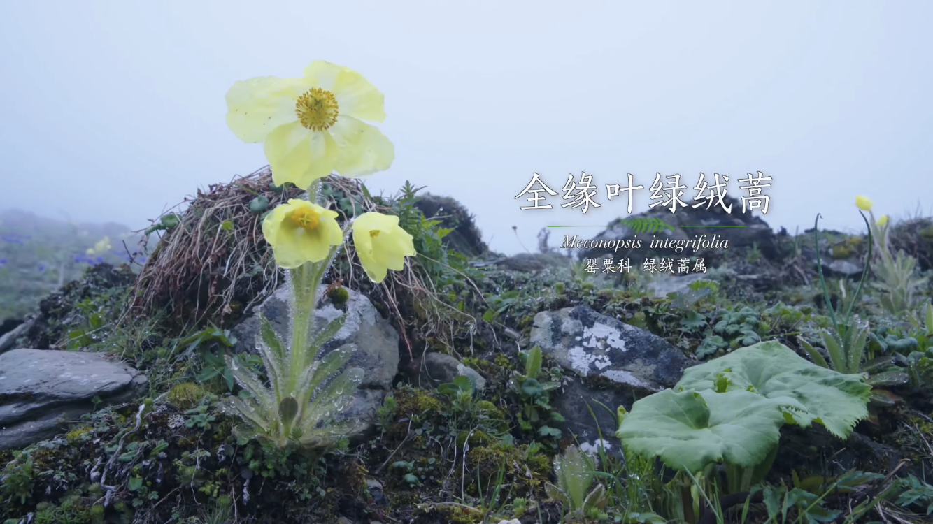 纪录片 《影响世界的中国植物》