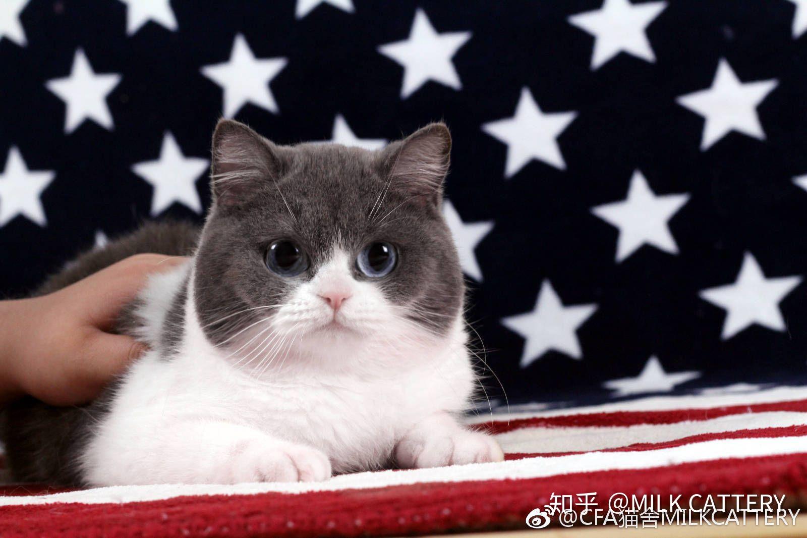 怎样从国外买猫便宜一点