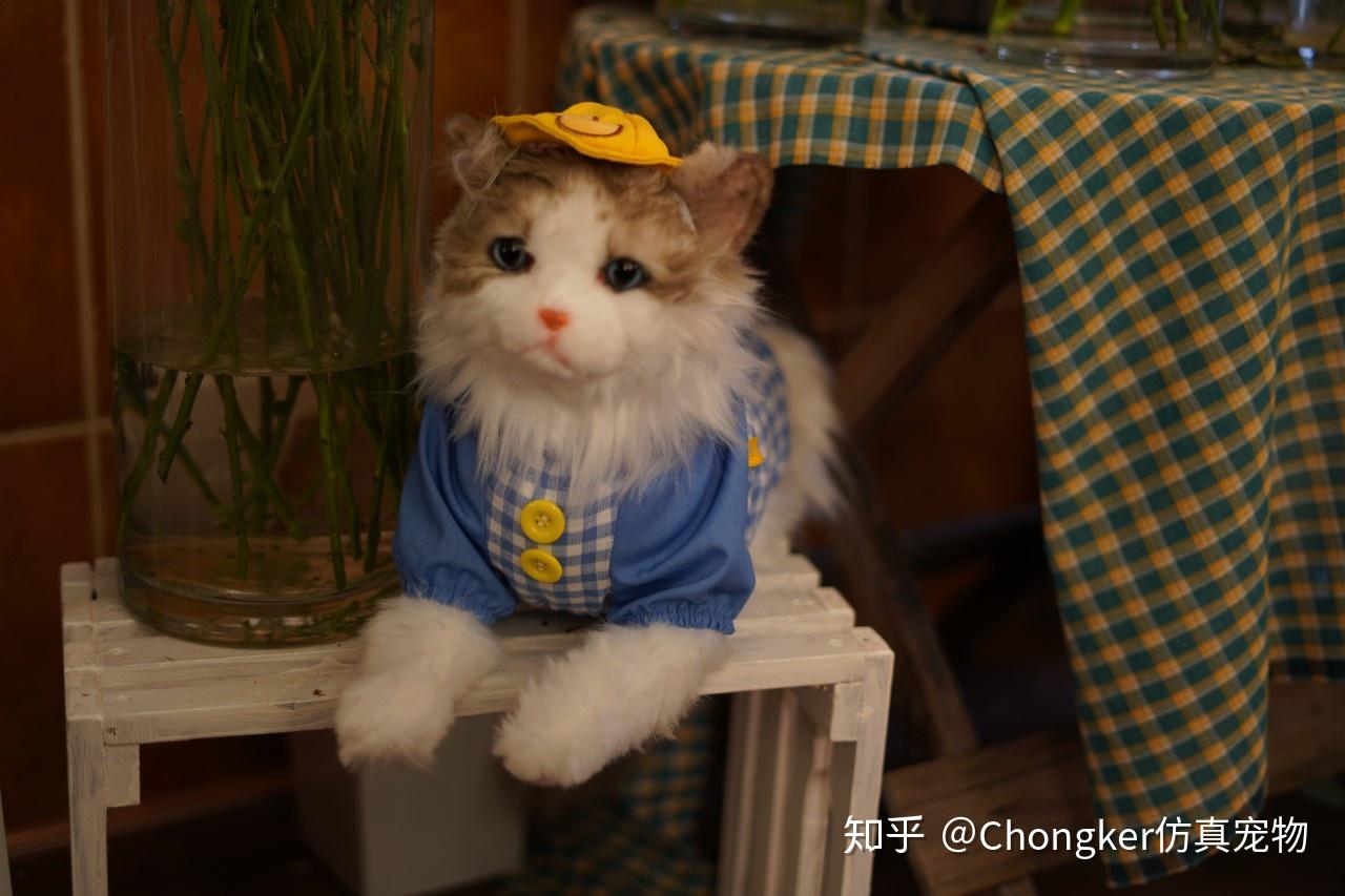 如何选择猫咪玩具 v2-3c817f9a741c94d20ad6eb5938146097_r.jpg