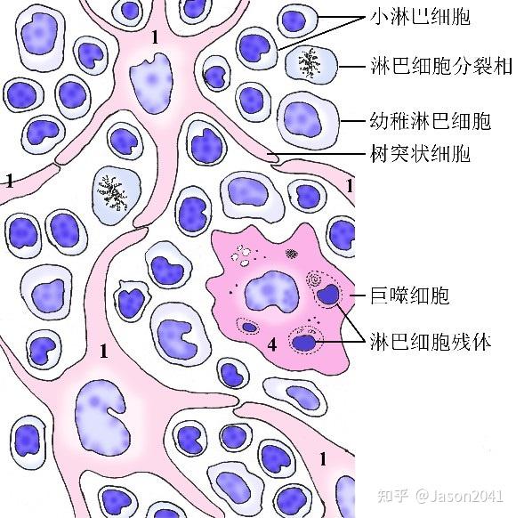 脾的组织结构