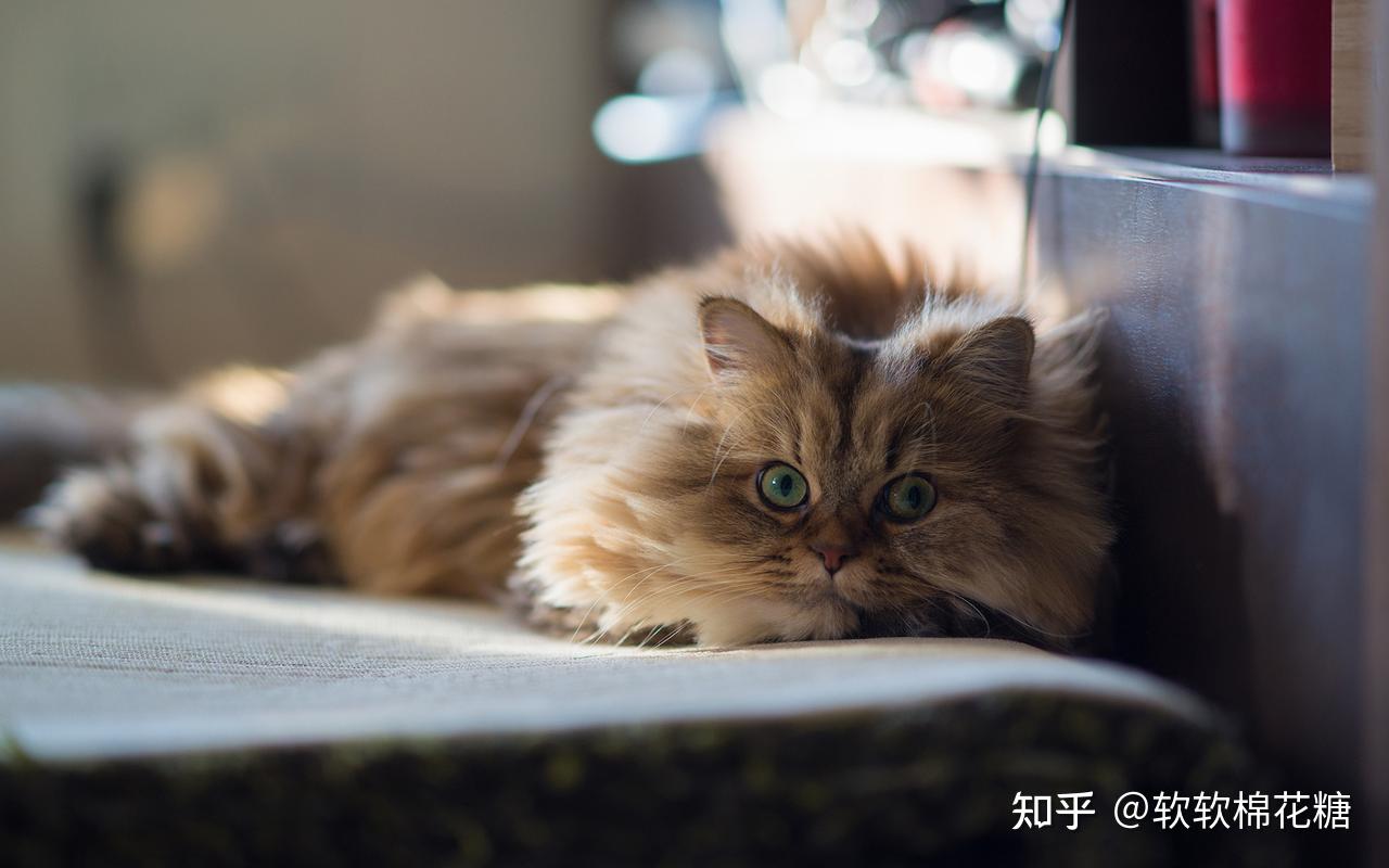 当你“睡着后”，小猫知道吗？为何小猫会叫你起床？ - 知乎