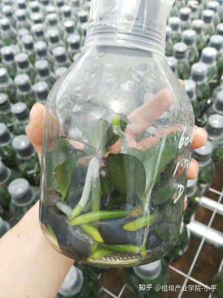 蝴蝶兰组培苗褐化如何防治