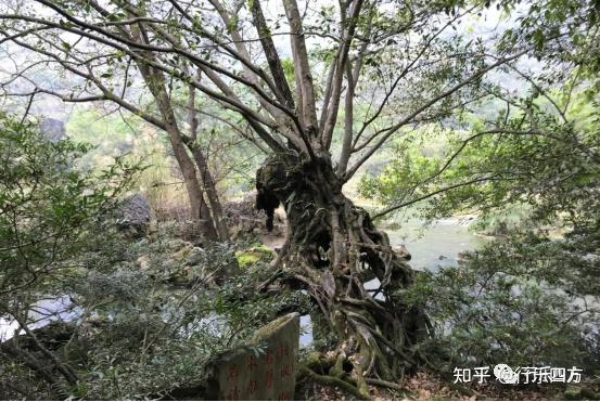 黄果树大瀑布细品-黄果树的瀑布短文答案