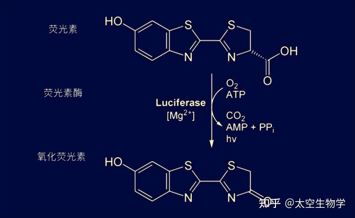 就是能够实现每一个叶绿体基因中都含有荧光素酶基因和荧光蛋白基因