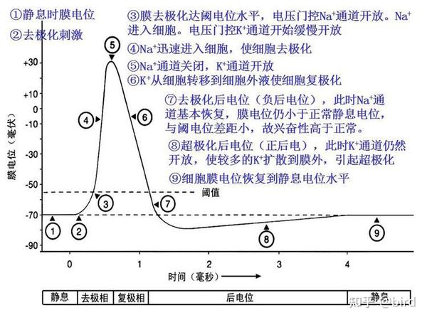 钠离子通道和神经元工作模型的一个猜想 - 知乎