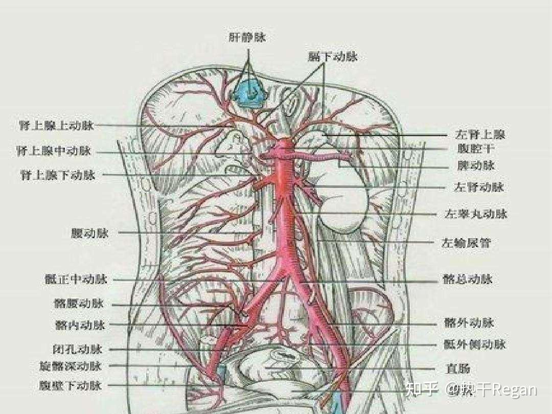 脑血管解剖学习笔记第24期：颈部静脉概述 - 脑医汇 - 神外资讯 - 神介资讯