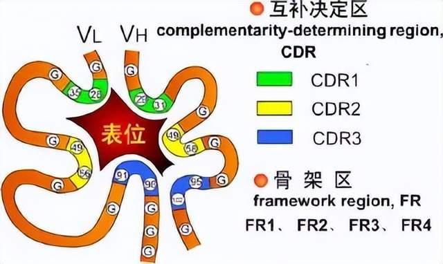 抗体的概念与分类、结构 - 知乎
