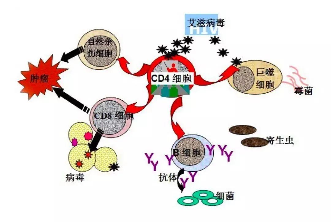 兩者還是有根本區別的——1 發病機理不同艾滋病毒不是冠狀病毒,艾滋