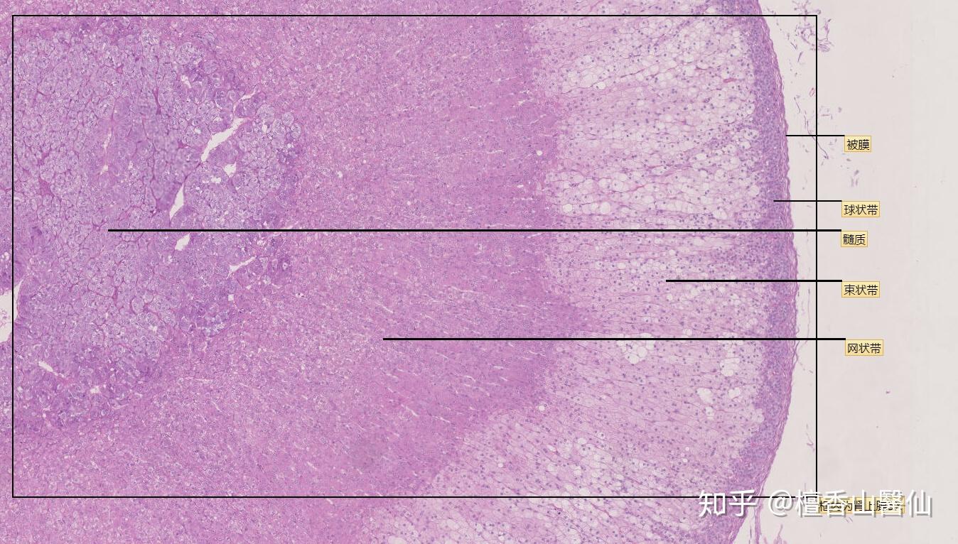 皮膚及內分泌系統光鏡圖he染色