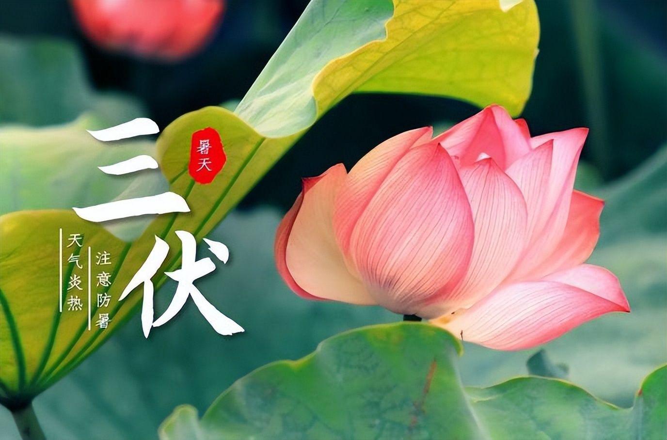 入伏前,建议少吃猪肉,多吃5种美食,元气满满,轻松度过三伏天 - 知乎