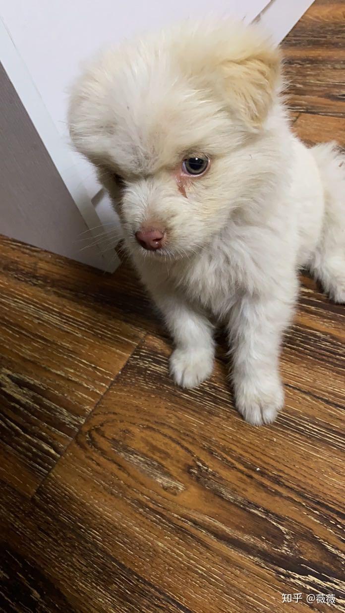 捡到一只串串狗看起来才一个多月的样子