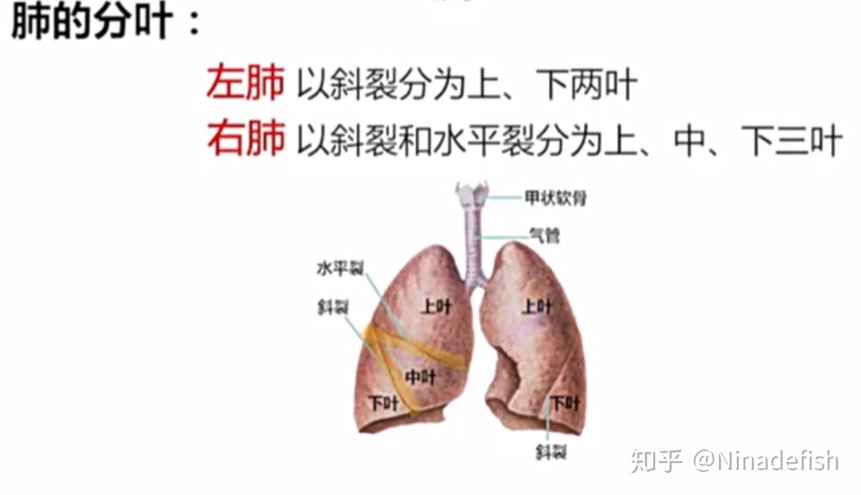 肺门在什么位置图片