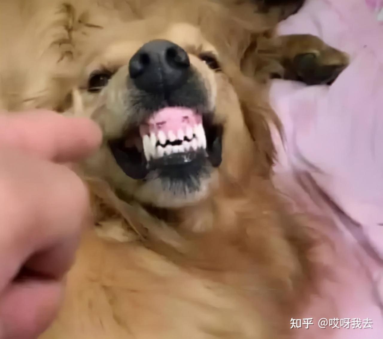 金毛犬无攻击性但这几种情况下也会咬人