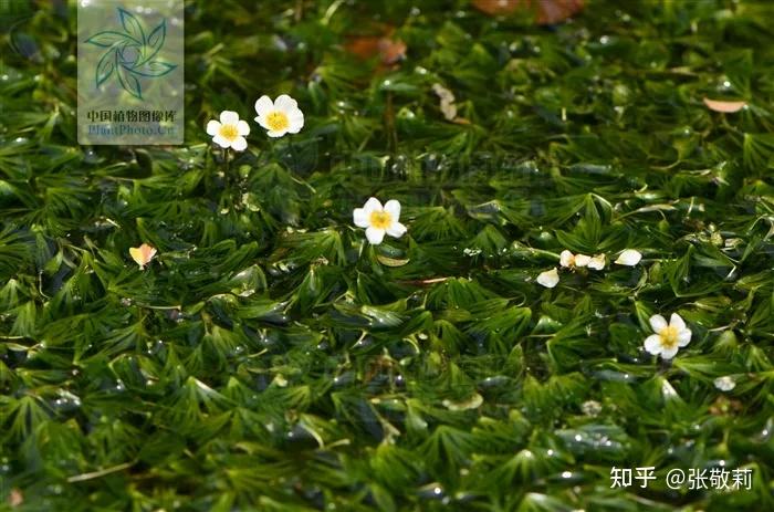 节气物种日历小满水毛茛