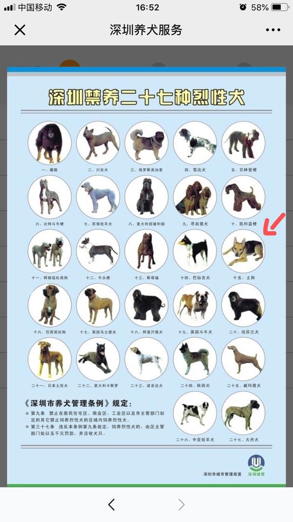 如何看待深圳市禁止养中华田园犬并叫其土狗？并罚款5000元？ - 知乎