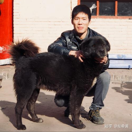中国原生犬的悲哀十年呼吁它们的处境如何