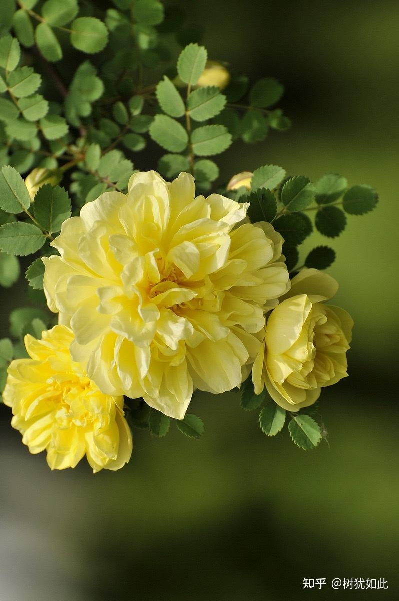 北方春天开黄花的带刺灌木是哪种植物