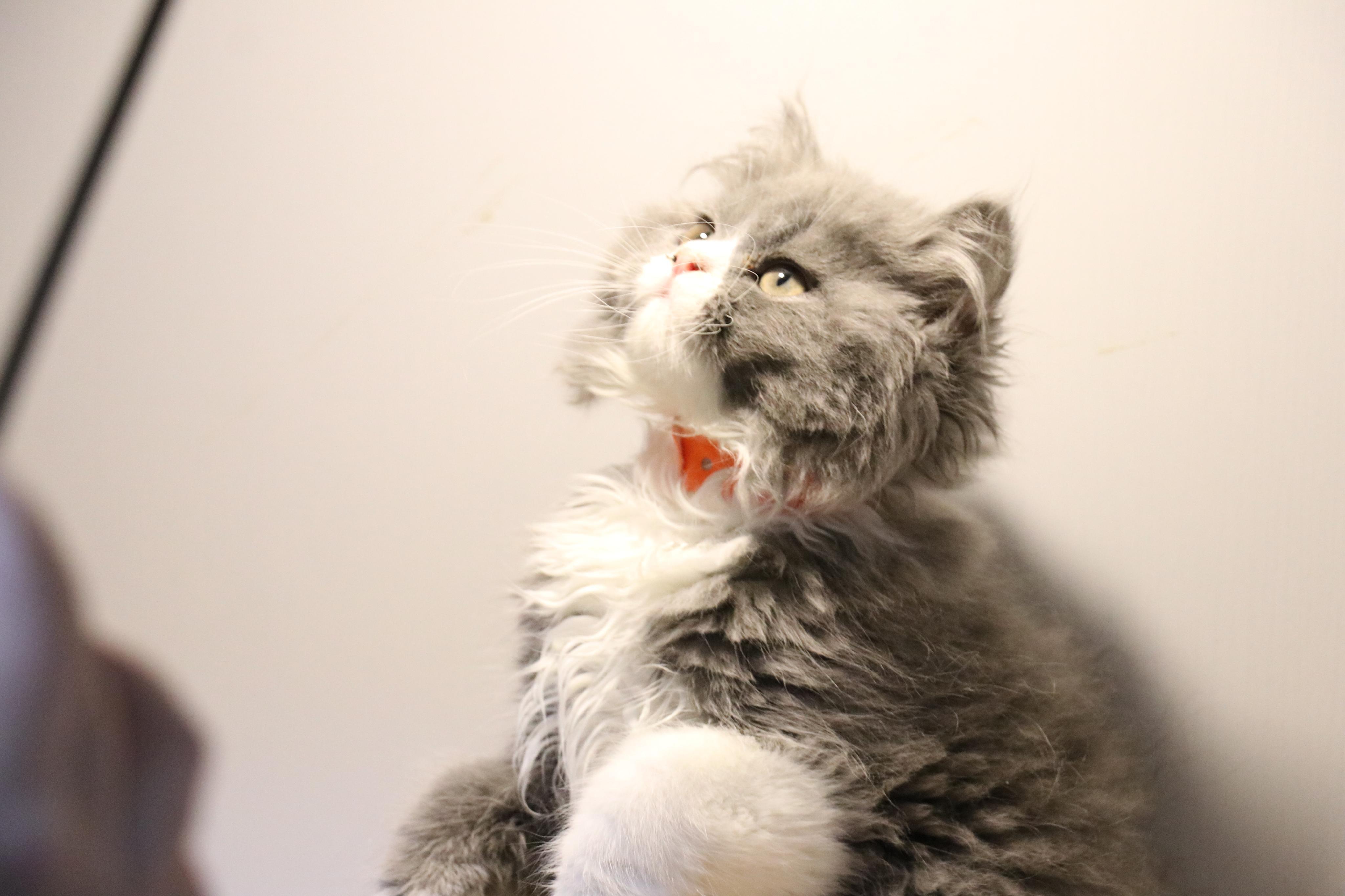 蓝猫蓝白色英国短毛猫