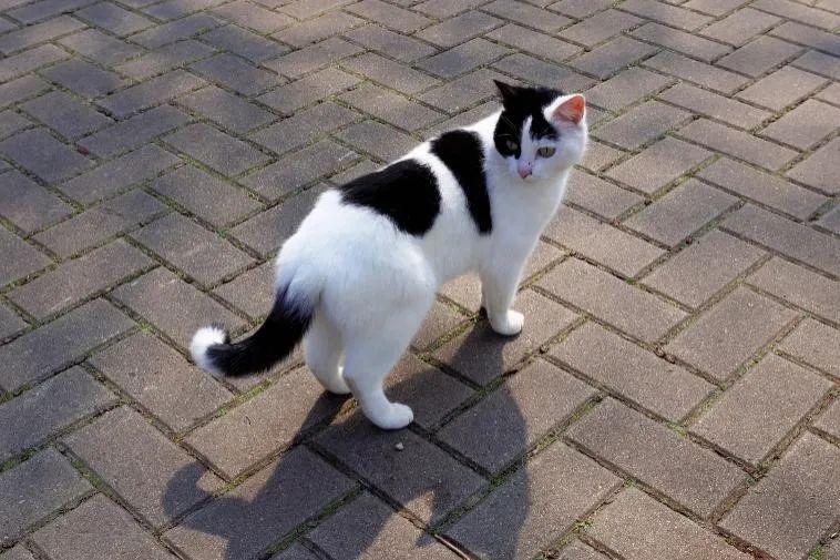 一身黑,尾巴白的,"墨里藏针"是也,只有尾巴尖白白的,是"墨玉垂珠".