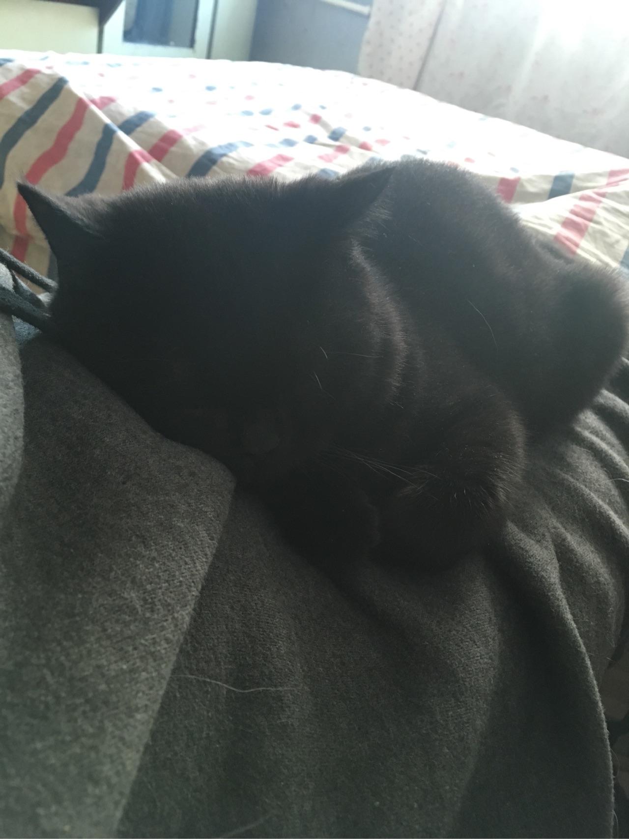 各位猫奴都打过主子吗?