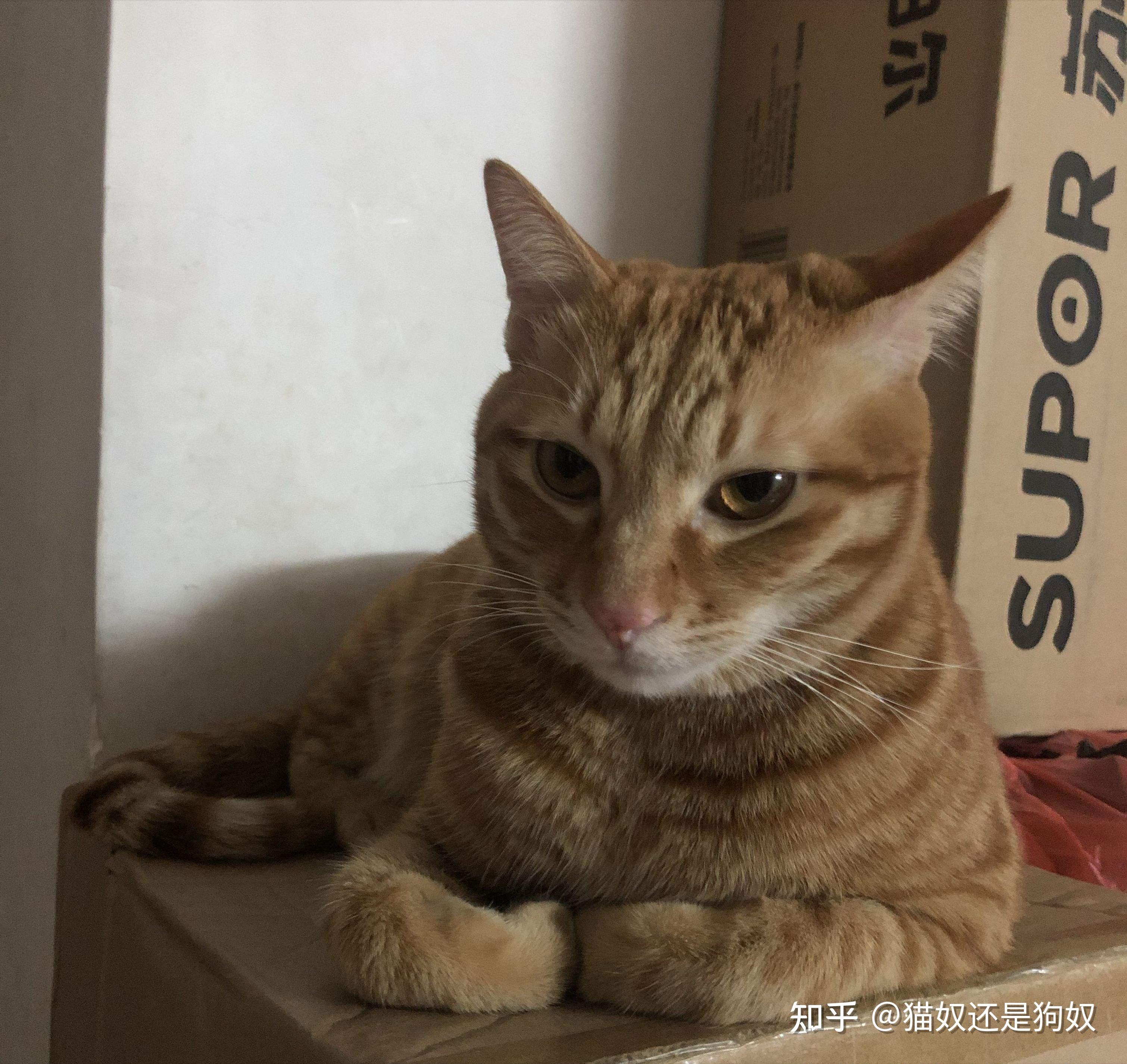 猫咪“揣手手”，其实是想跟你说这几句话 - 知乎
